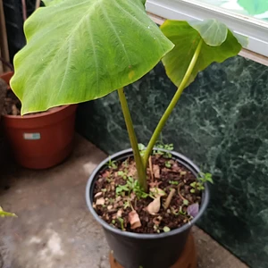Colocasia Yellow Widow