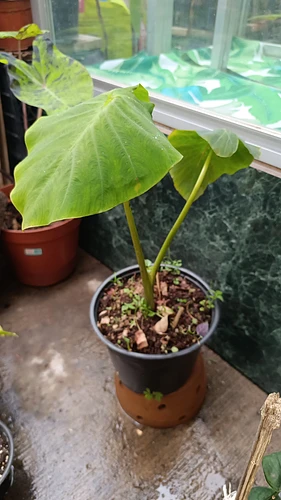 Colocasia Yellow Widow en Tehuacán, Puebla