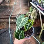 Alocasia Mandalay