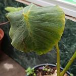 Colocasia Yellow Widow