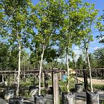 Nogal Cáscara de Papel