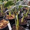 Alocasia Mandalay