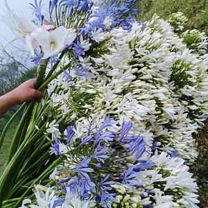 Bulbo de Hagapandos Morado y Blanco