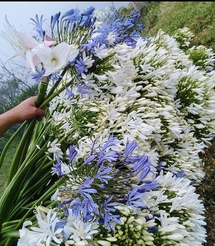 Bulbo de Hagapandos Morado y Blanco en San Martin Texmelucan, Puebla