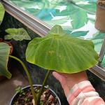 Colocasia Yellow Widow