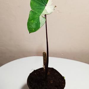 Colocasia Pink Sapphire