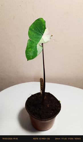 Colocasia Pink Sapphire en Tehuacán, Puebla