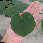 Duraznillo / Texas Redbud