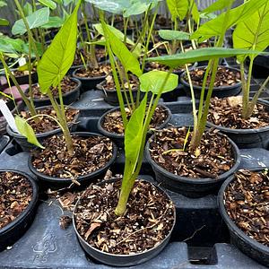 Alocasia Oreja de Elefante