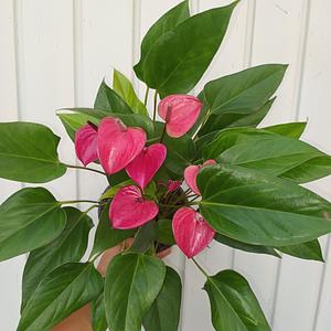 Anturio Lila