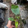 Alocasia Oreja de Elefante