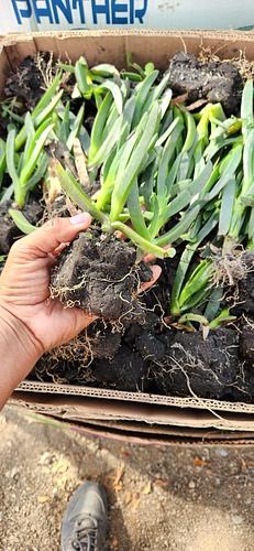 Dedo Moro en Cocoyoc, Morelos