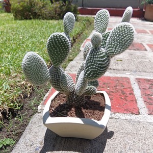 Cactus Ala de Angel u Oreja de Conejo