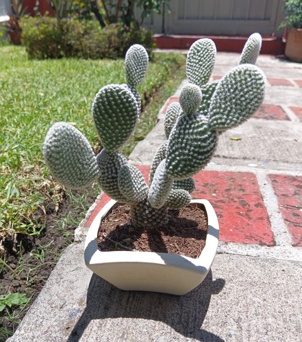 Cactus Ala de Angel u Oreja de Conejo en Cuernavaca, Morelos