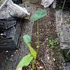 Alocasia Oreja de Elefante