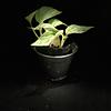 Pothos Snow Queen