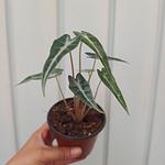 Alocasia Bambino