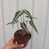 Alocasia Bambino