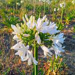 Bulbo de Hagapandos Morado y Blanco