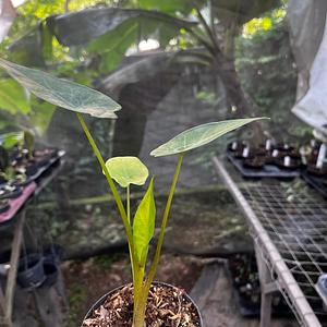 Alocasia Oreja de Elefante