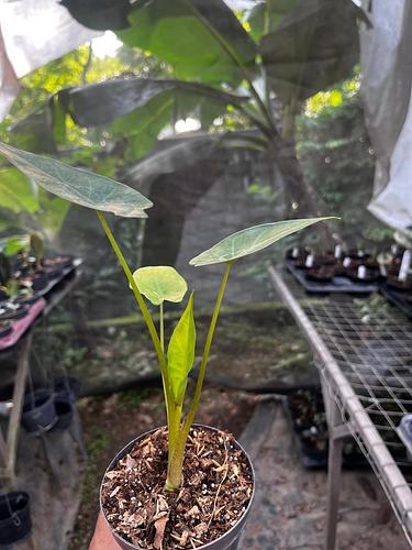 Alocasia Oreja de Elefante en Tres Valles, Veracruz