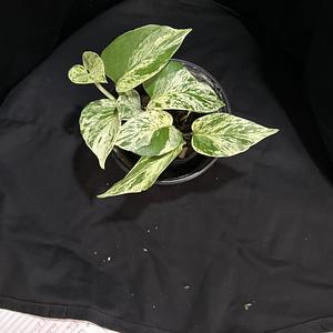 Pothos Snow Queen