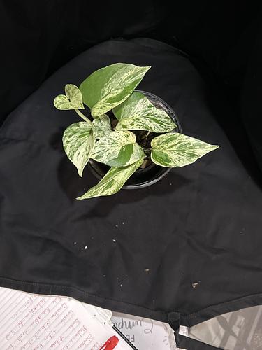 Pothos Snow Queen en Guadalupe, Nuevo León
