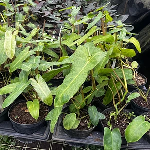 Filodendro 'Paraiso Verde'