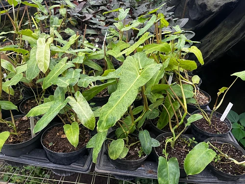 Filodendro 'Paraiso Verde' en Tres Valles, Veracruz