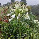 Bulbo de Hagapandos Morado y Blanco