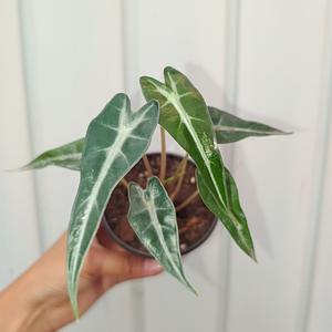 Alocasia Bambino