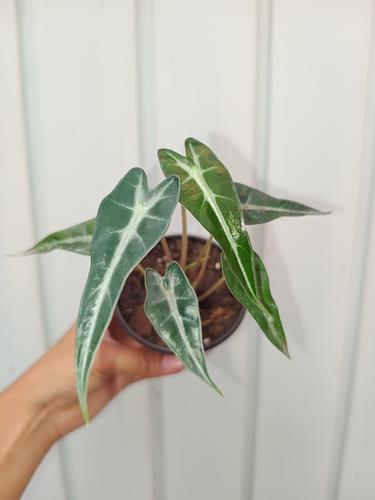 Alocasia Bambino en Berriozábal, Chiapas