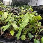 Filodendro 'Paraiso Verde'