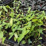 Filodendro 'Paraiso Verde'