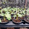 Filodendro 'paraiso Verde'