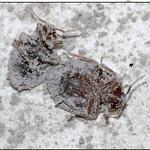 Tierra de Diatomeas 1 kg