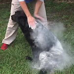 Tierra de Diatomeas 1 kg