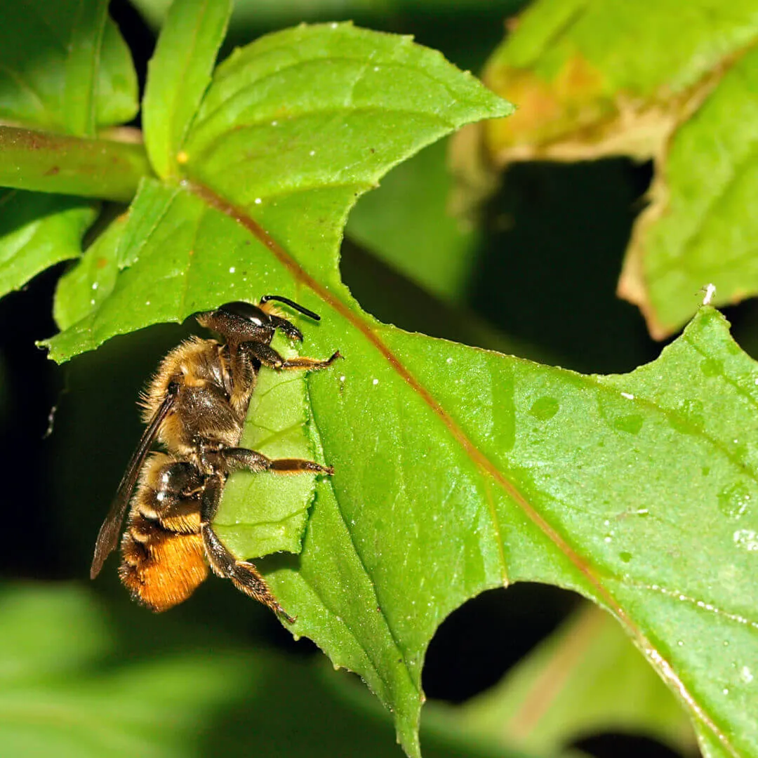 abeja cortadora