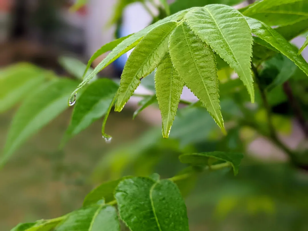 agua de lluvia