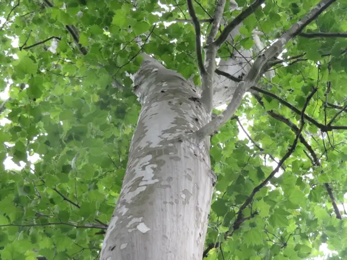 arboles grandes nativos del noreste de México