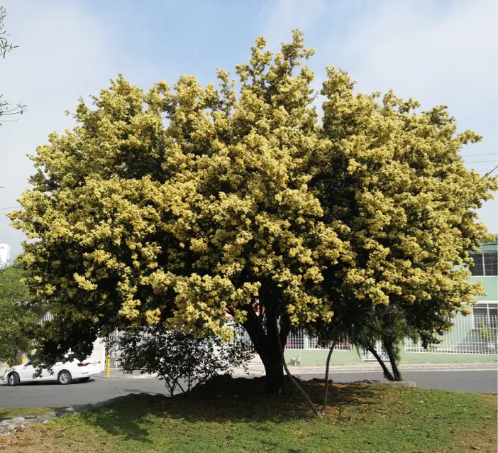 arboles grandes nativos del noreste de México