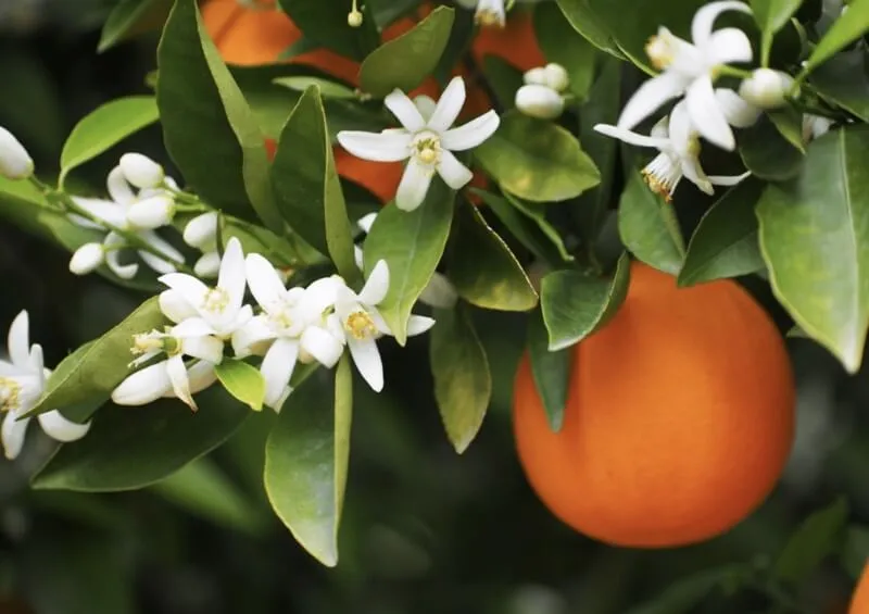 citricos caida de flores