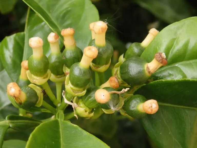 citricos caida de flores