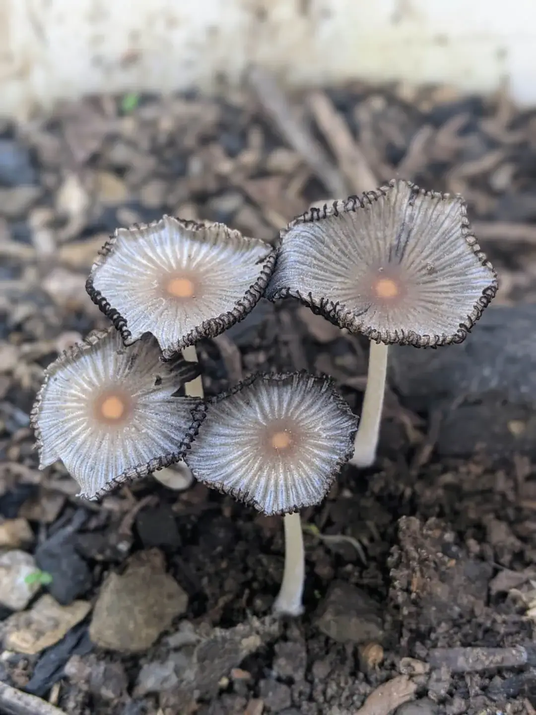 coprinus lagopus