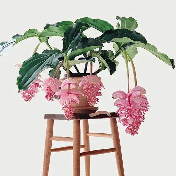 medinilla magnifica