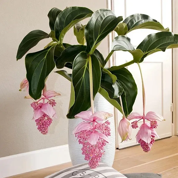 medinilla cuidados