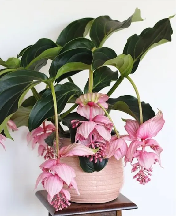 medinilla planta