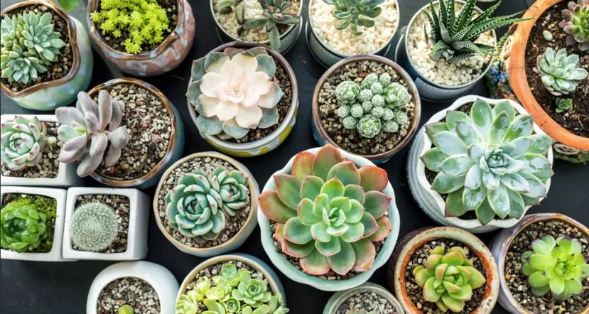 arboles grandes nativos del noreste de México